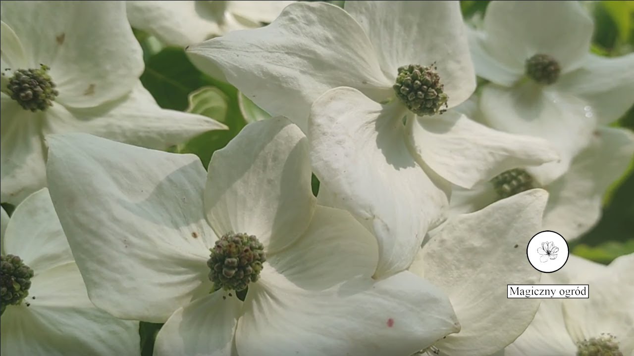 Dereń kousa (Cornus kousa) I Magiczny ogród