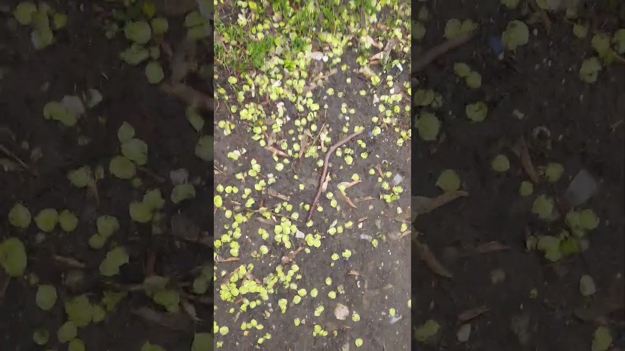 Жирный Червяк ||| Fat Worm