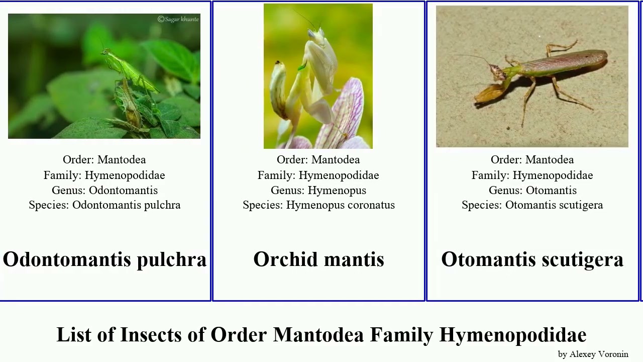 List of Insects of Order Mantodea Family Hymenopodidae odontomantis flower elegans japonica spiny