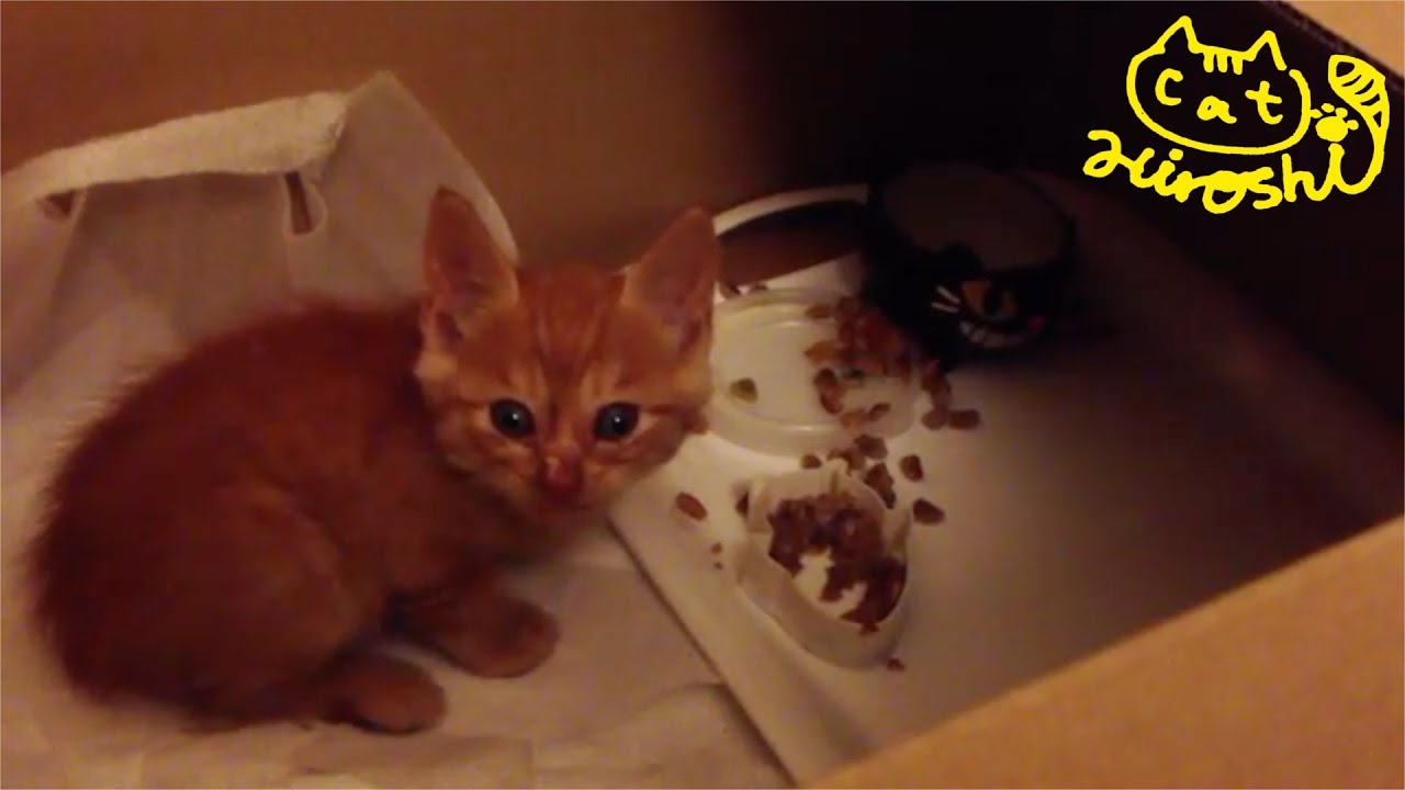 茶トラ子猫拾った日の夜　段ボールの中でやっと餌食べた～～ Tabby Cat Hiroshi first dinner