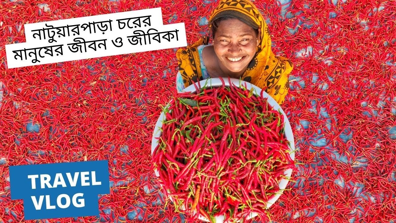 নাটুয়ারপাড়া ও মাইজবাড়ি চরের মানুষের জীবন ও জীবিকা || Kazipur, Sirajganj ||  Natuarpara & Maijbari ||