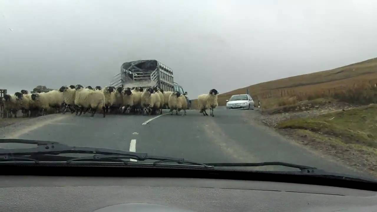 Swaledale.  Sheepdog working hard on Buttertubs Pass.