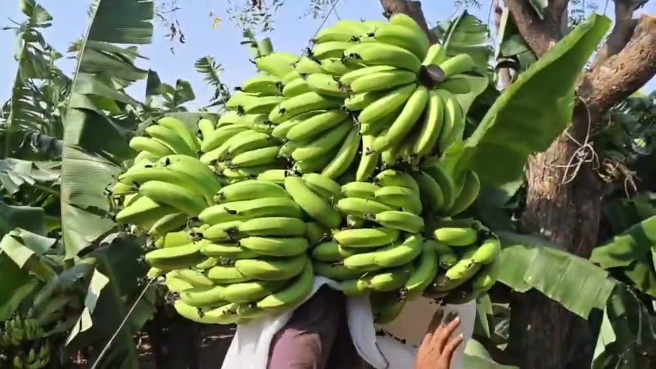 Supar babana loading up