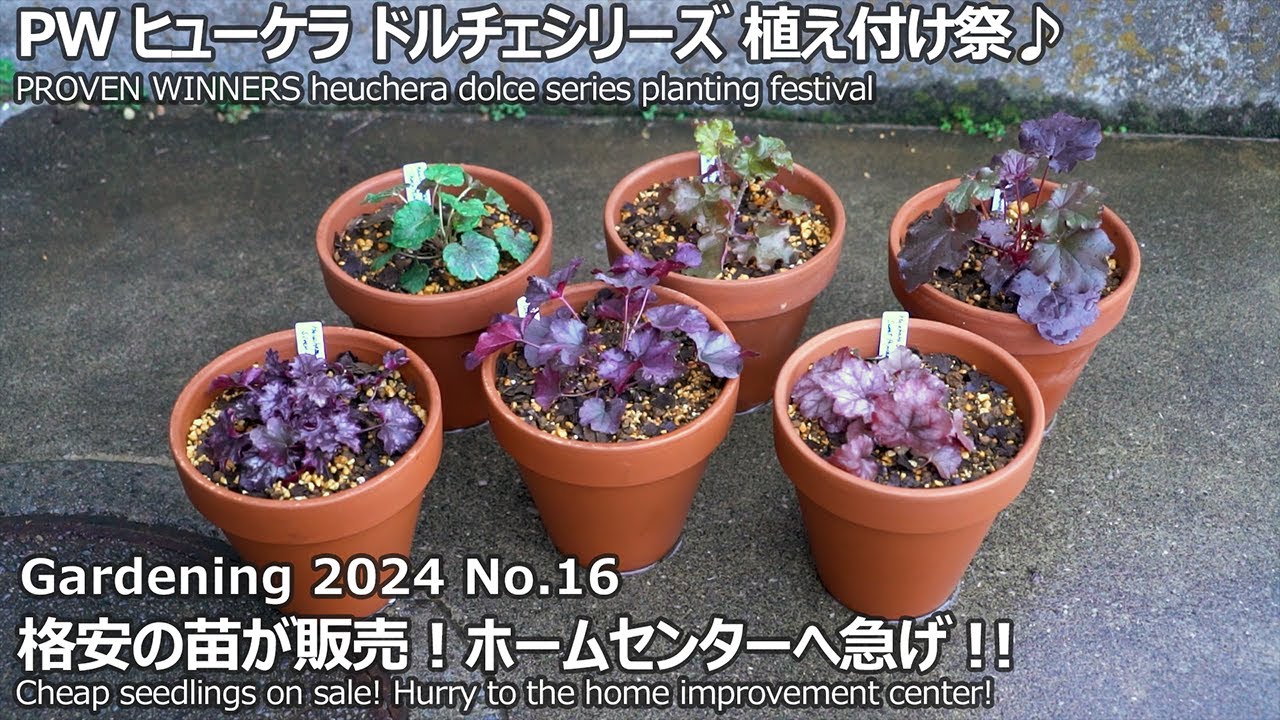 【ガーデニング 2024 No.16】 PWのヒューケラ・ドルチェシリーズ6品種植え付け