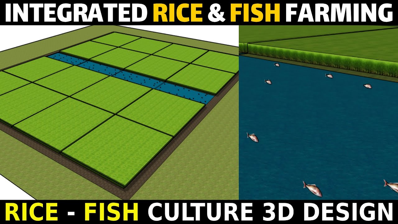 Integrated Rice Fish Farming System Model | Integrated Rice and Fish Farming 3D Design