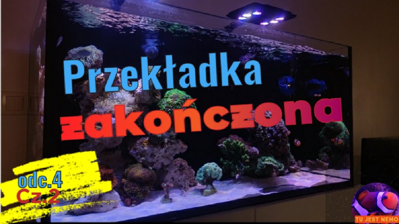 #4.Akwarium Morskie 250 - Przekładka zakończona, bez żadnych strat. #akwarystyka #akwarium #morskie