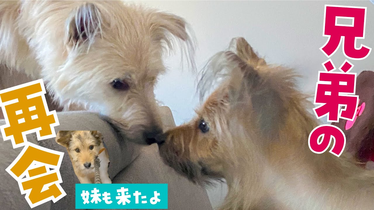 ポテ＆妹犬で兄弟犬のオークに会わせてみたら・・・