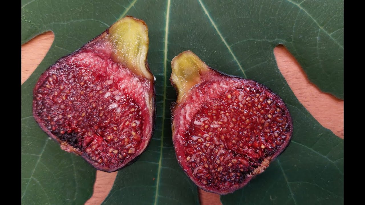 Amazing Fig In April of 2023 - Colonel Littman's Black Cross