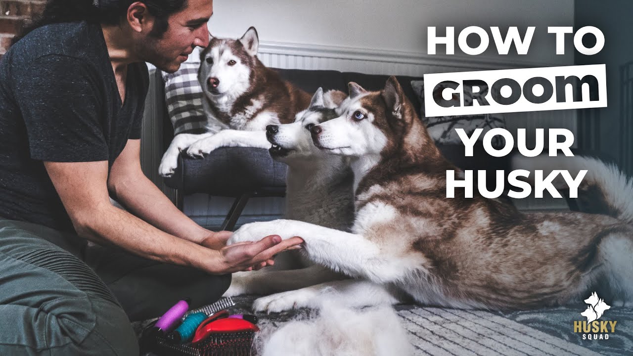 Как бороться с линькой у собак | Программа ухода за собаками Husky Squad