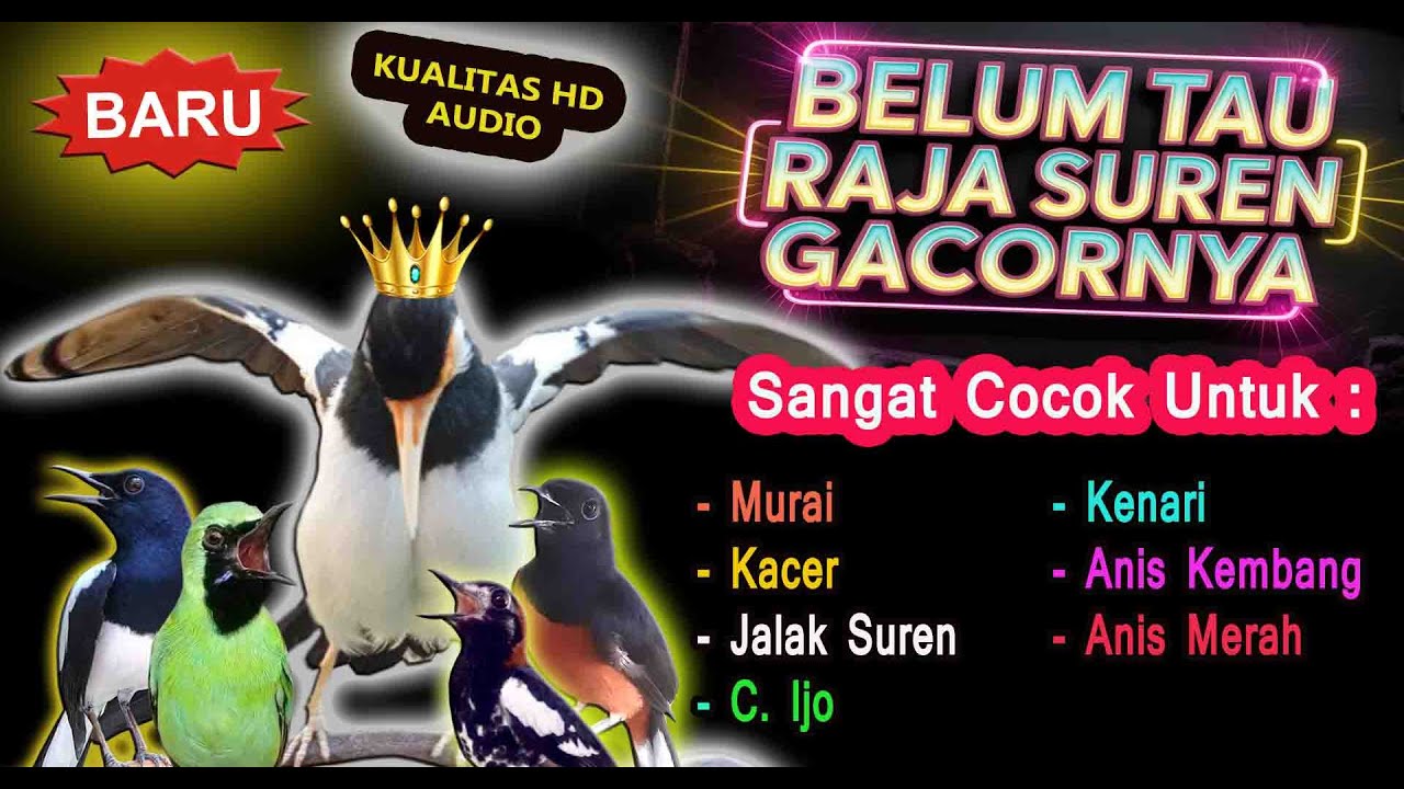 Masteran Jalak Suren Full Isian Cocok Auto Mewah