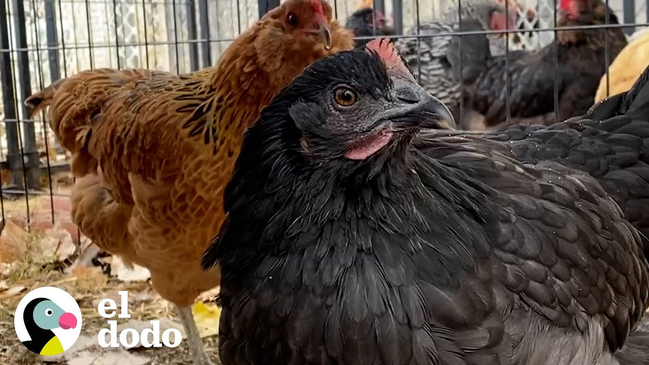 Peque&ntilde;a gallina rescatada sigue a mam&aacute; a todas partes | Peque&ntilde;o y Valiente | El Dodo