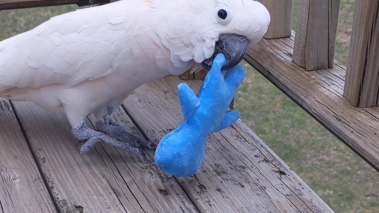 Snuggles the Cockatoo fetches like a dog 🍭 Sour Patch Kid toy