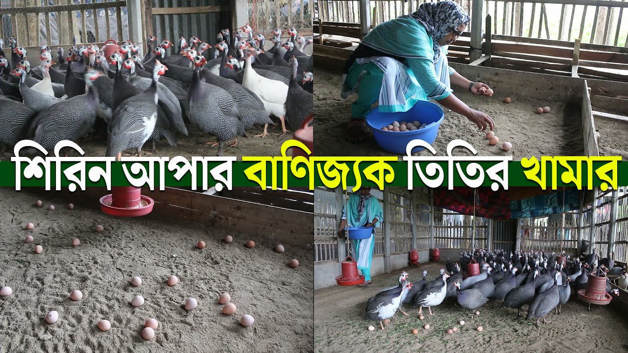শিরিন আপার বাণিজ্যক তিতির খামার ।। titir palon।। Jago Krishi