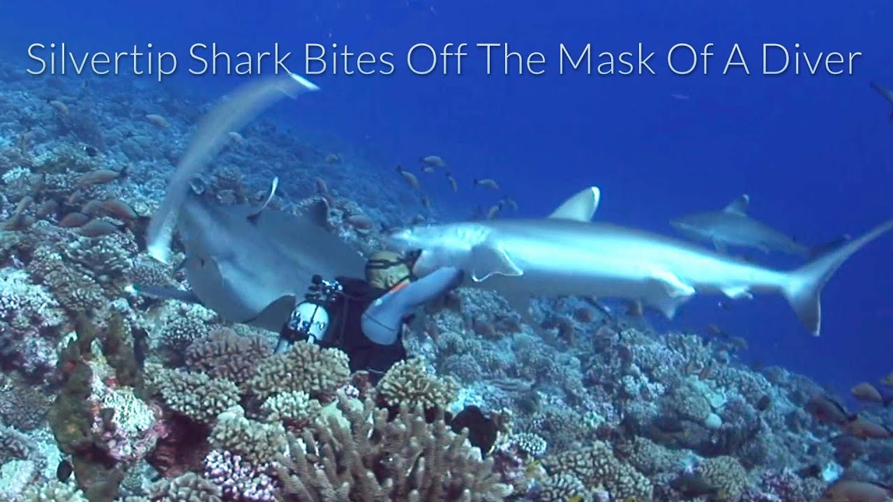 Shark TV - Silvertip Shark Attack? , Shark bites off the Mask of a Diver