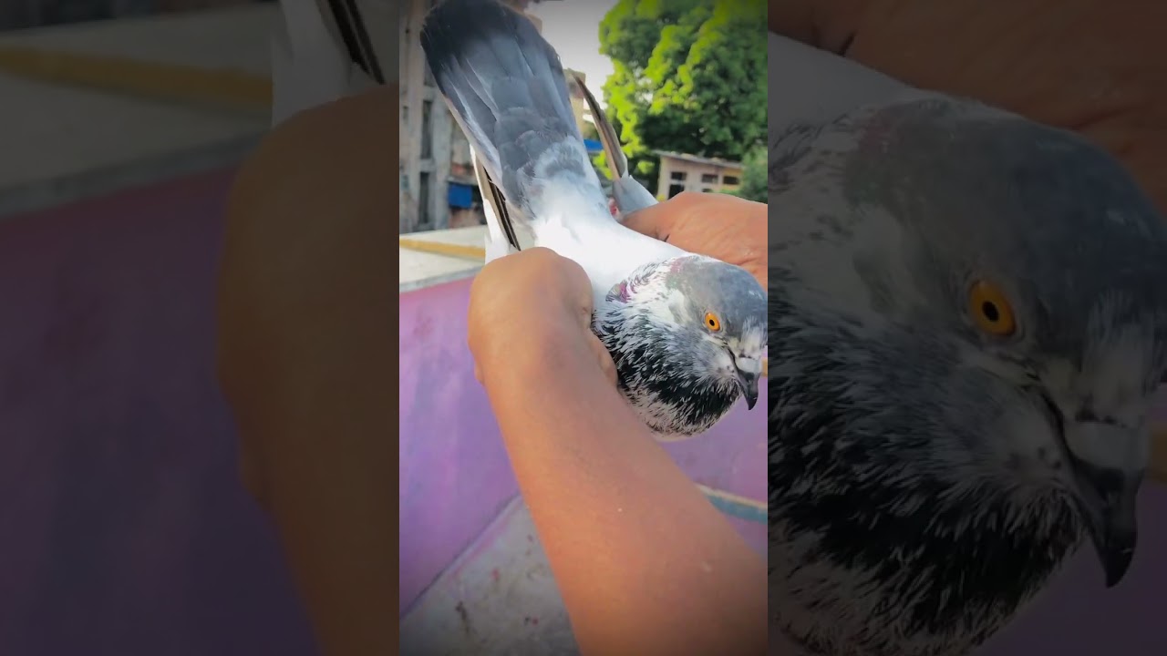 bhot udan का कबूतर hai 😱😱 #kabutarbazi #desi #views #viral #subscribe #like #shere #pigeon