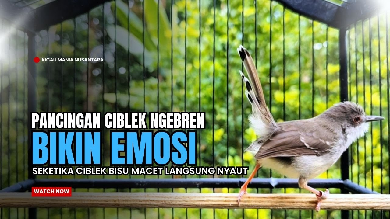 Burung Ciblek SEMI Gacor NGEBREN Untuk Pancingan Ciblek dan MASTERAN BURUNG Kesayangan Anda