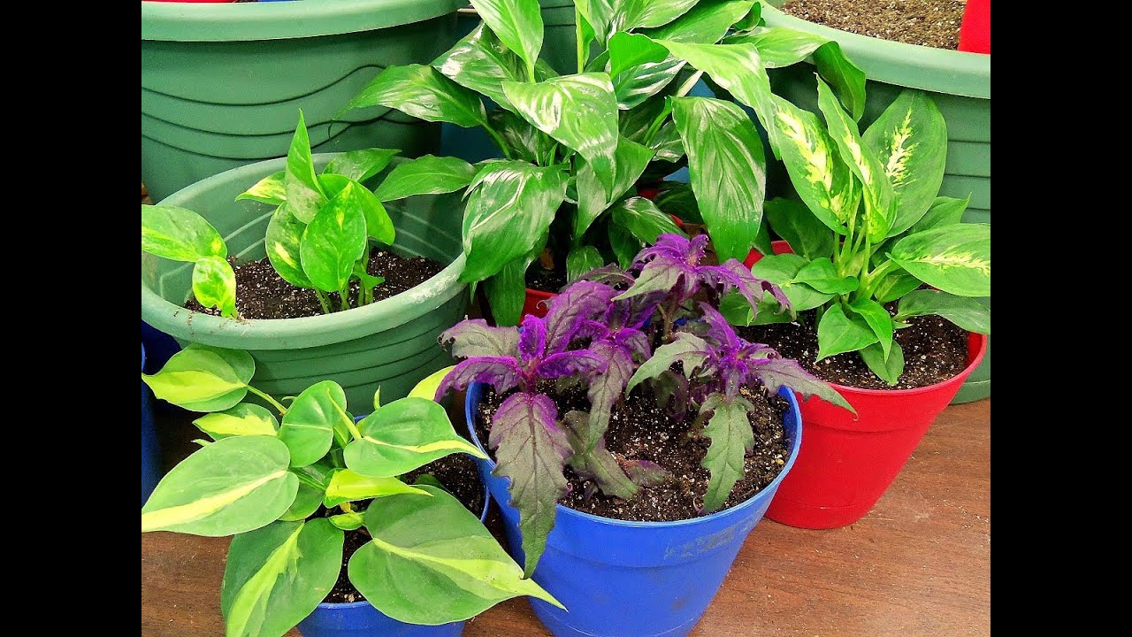 Transplant tips and Demo for SUCCESS!