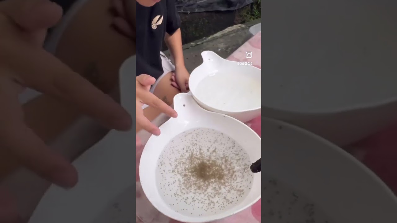 水蚤重要的生物餌料一開始接觸水蚤時懵懵懂懂培養水蚤到最後發現魚都不吃原來水蚤是被貝蚤取代了貝蚤身上有一層硬殼大多數的小型魚都不喜歡吃魚缸發現貝蚤出現可以買小型河豚娃娃魚防治#蚤#水蚤#貝蚤