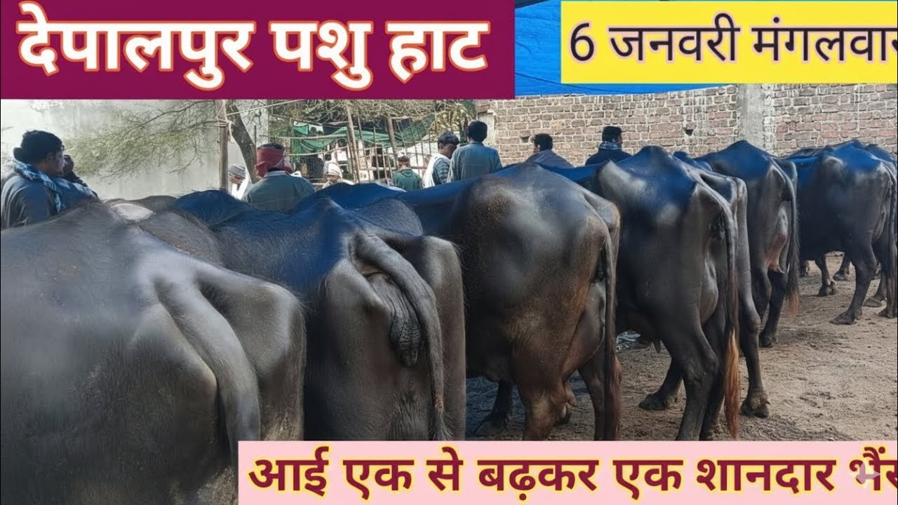 देपालपुर पशु हाट इंदौर _6 जनवरी मंगलवार # देखे हाथी जैसी भैंसे _देपालपुर में #