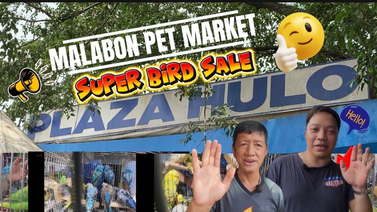 💥 MALABON PET MARKET Madness! Murang Birds, Good Vibes, at Daming Tao! October 27, 2025