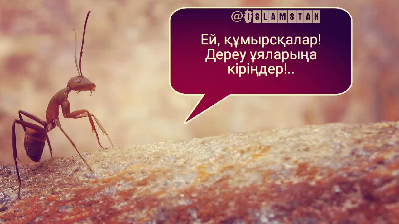 Сүлеймен пайғамбар (ғ.с.) мен құмырсқа  - ұстаз Ерлан Ақатаев
