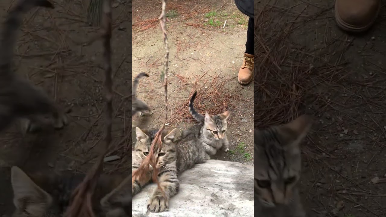 Kittens love the game of hunting #shorts