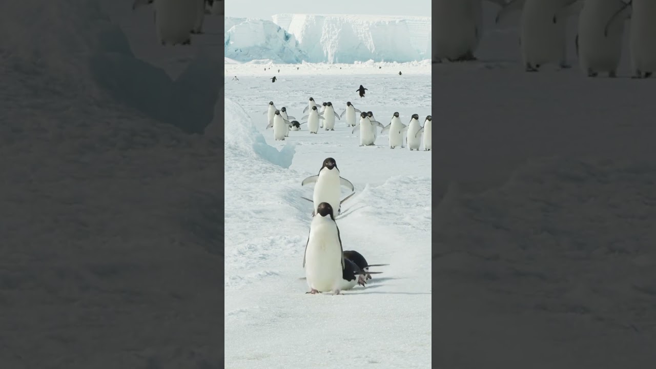 Adeline Penguins 😻