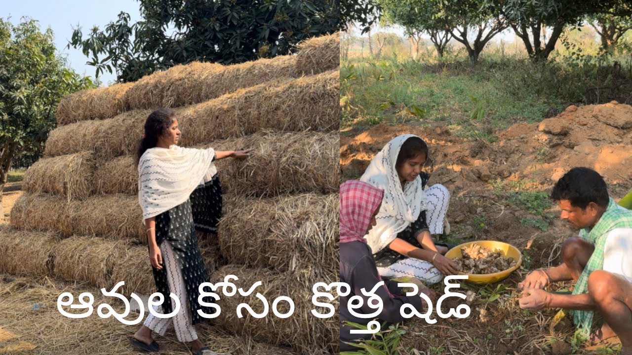 ఆవుల కోసం కొత్త షెడ్ నిర్మాణం॥మా భాదను అర్థం చేసుకోవాలి॥అల్లం,క్యారెట్ harvest॥madhuvanam 