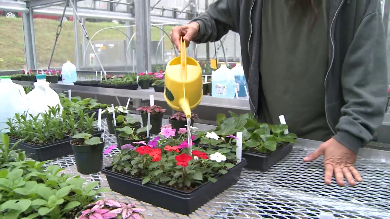 The Famous Research & Education Greenhouse at Stockbridge School of Agriculture, UMass Amherst