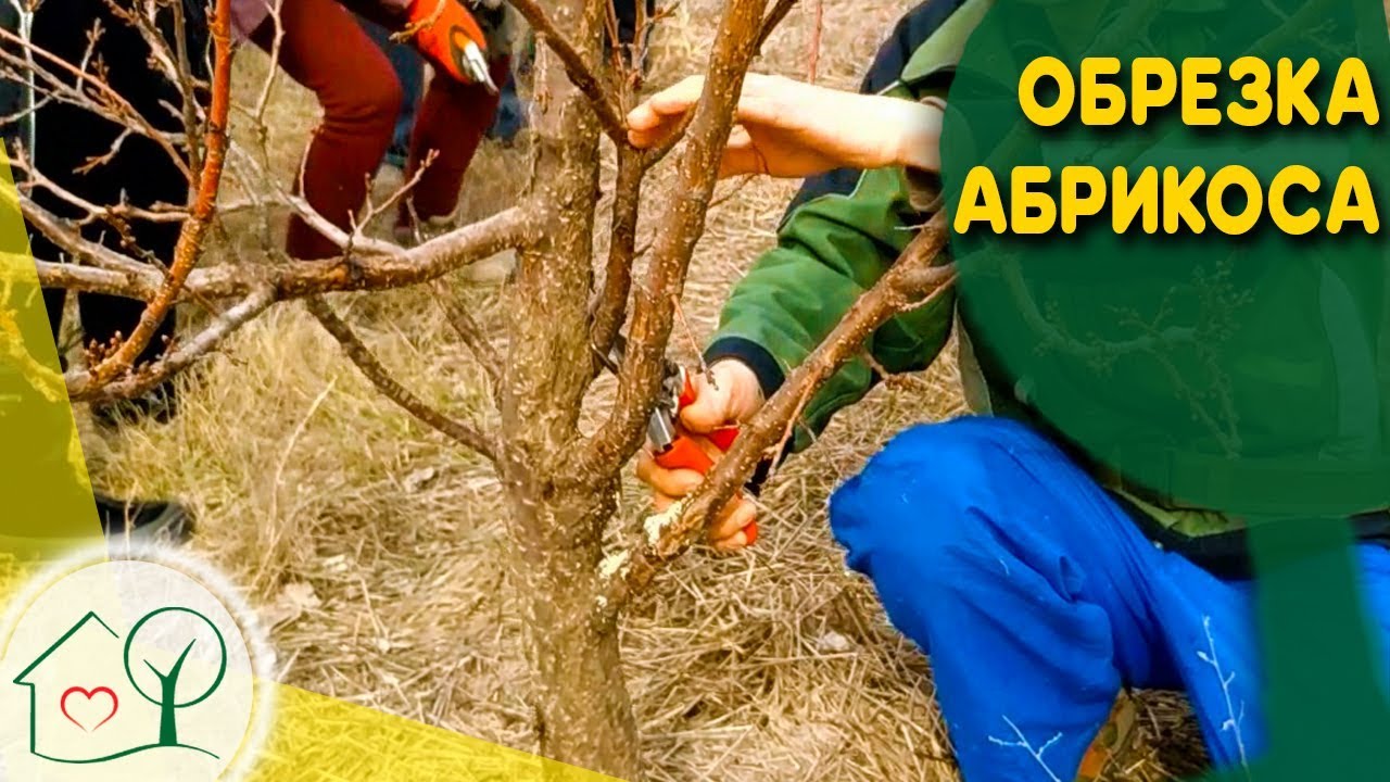 Обрезка абрикоса - исправляющая обрезка и советы по обрезке абрикоса