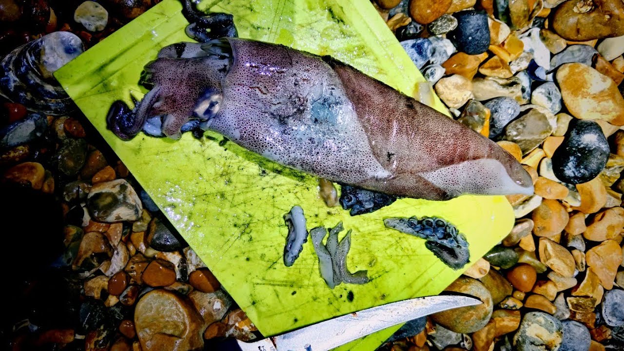 SEA FISHING AT NIGHT IN PEVENSEY BAY EAST SUSSEX - SEA FISHING UK