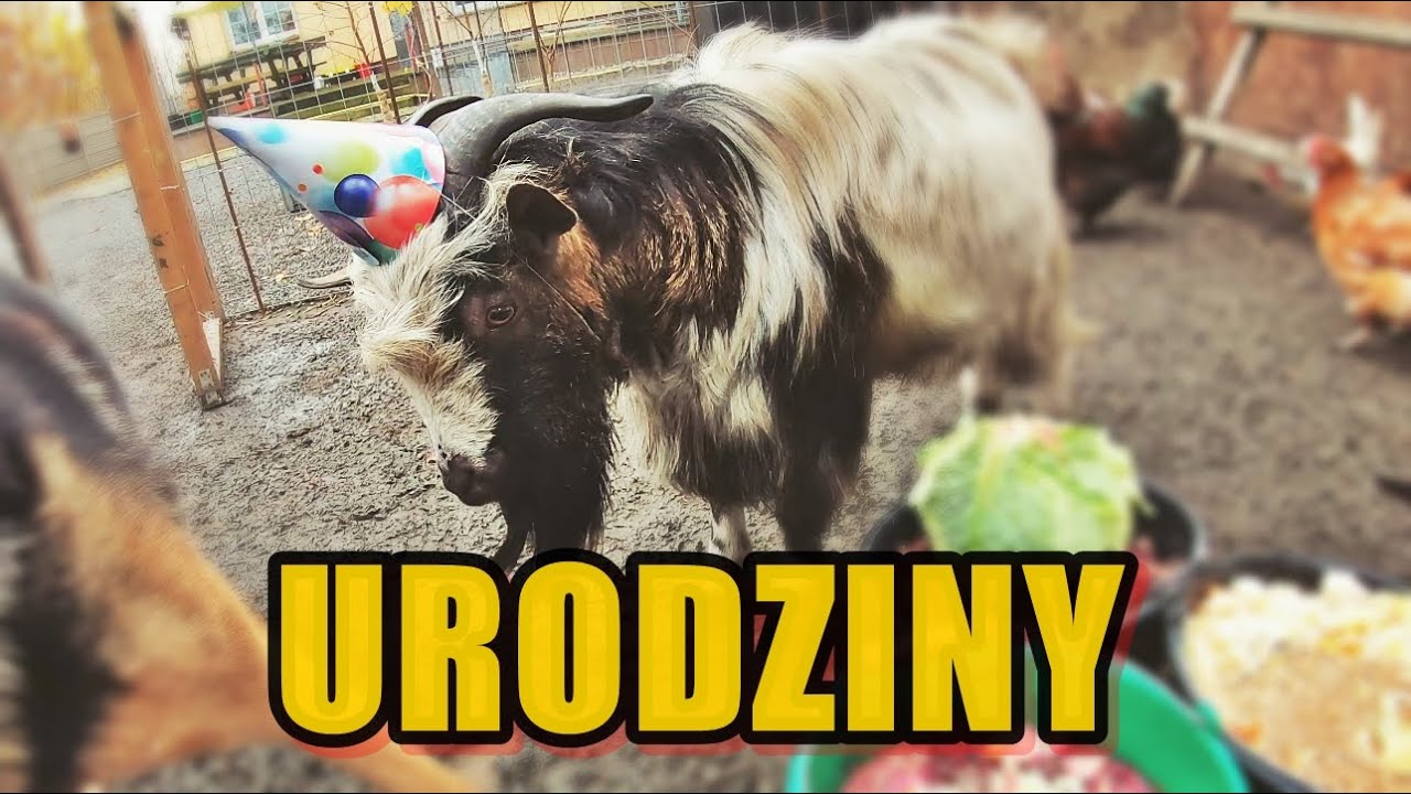 Moje mini ZOO / odc. 16 