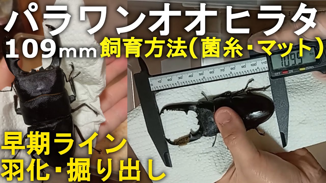 【早期ライン】パラワンオオヒラタクワガタ 109mmの掘りだしと飼育方法(菌糸ビン・マット)のまとめ【100均ボトル飼育】