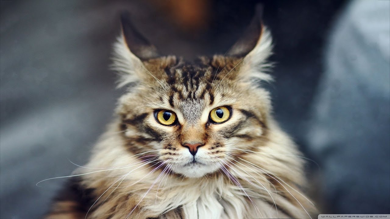 FUNNY MAINE COON COMPILATION OF INSTAGRAM 2021