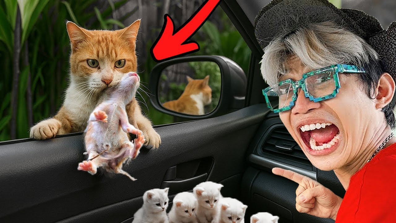 ГРУСТНО!!! Бродячая кошка запрыгнула на мою машину и умоляла забрать её котят домой...