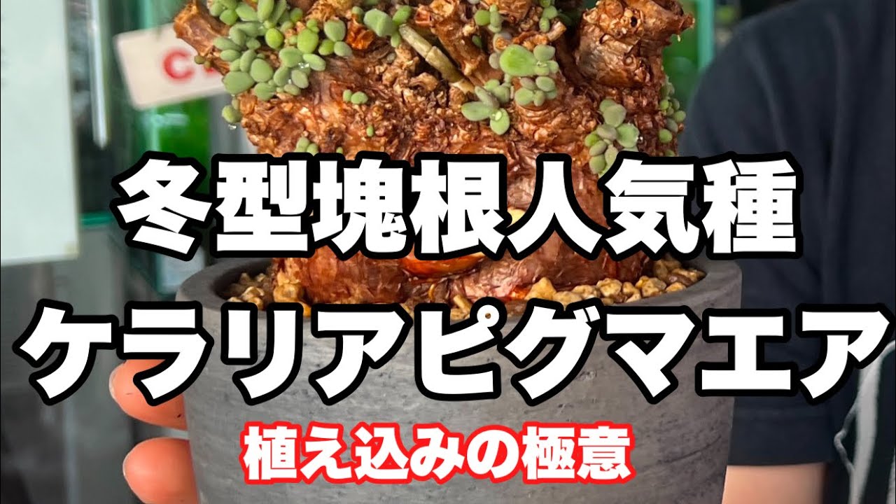 冬型塊根人気種　村瀬一貴氏ケラリアピグマエア植え込みの極意