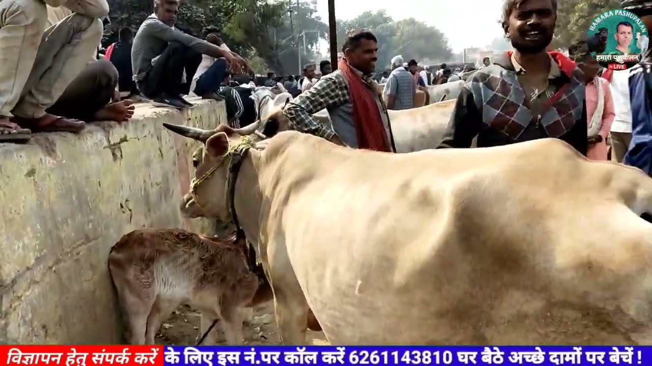 Dairy farm | HF sahiwal मारवाड़ी Jersey गाय | मुरैना अम्बाह पशु मेला / गाय का दूध और कीमत  भी जानें