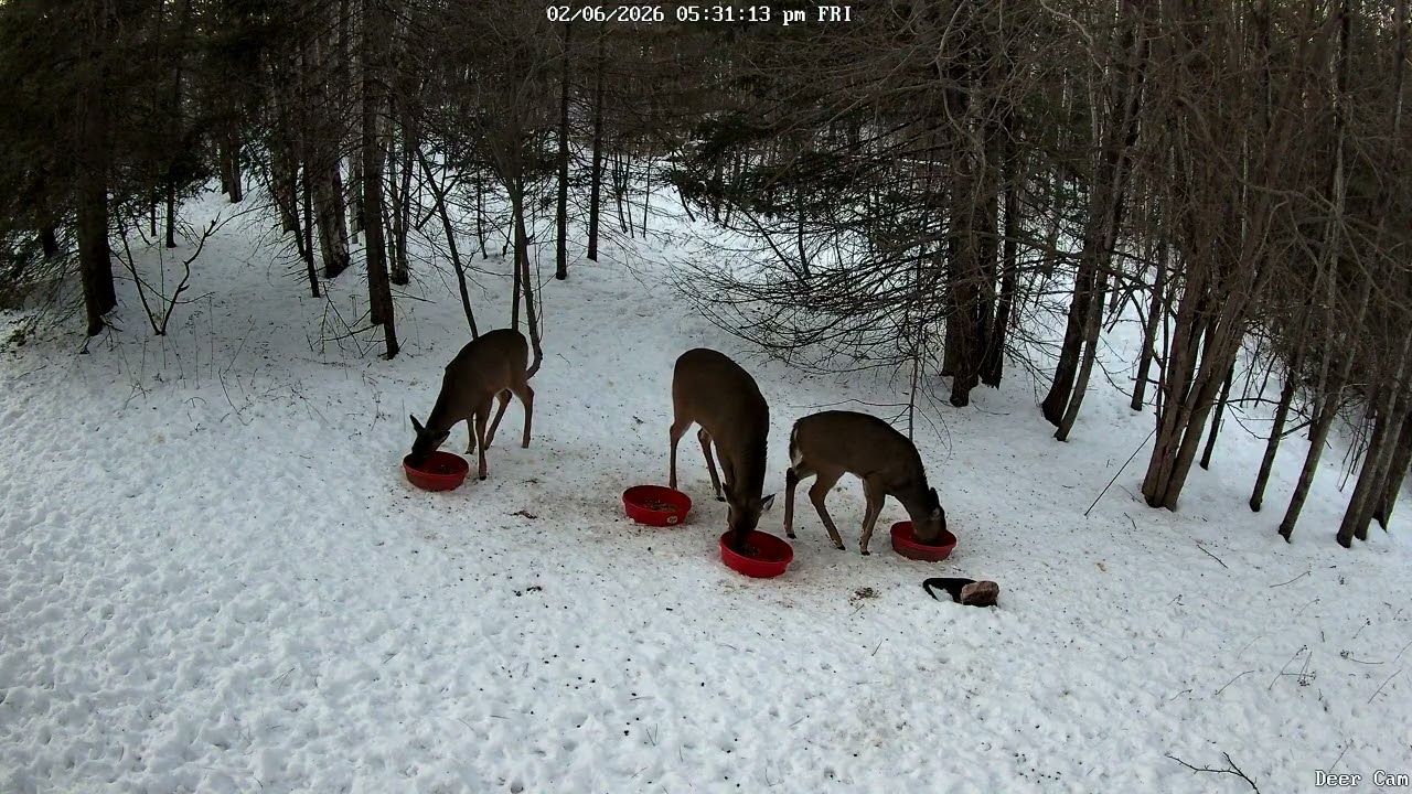 Deer 2-6-2026 5:18 PM