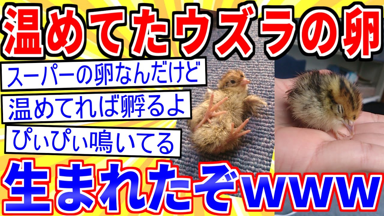 【2ch面白いスレ】ワイが温めてたウズラの卵が孵化したぞｗｗｗ【ゆっくり解説】