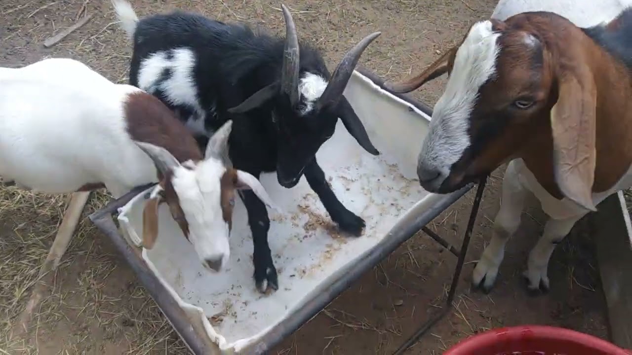 Diatomaceous Earth For Goats