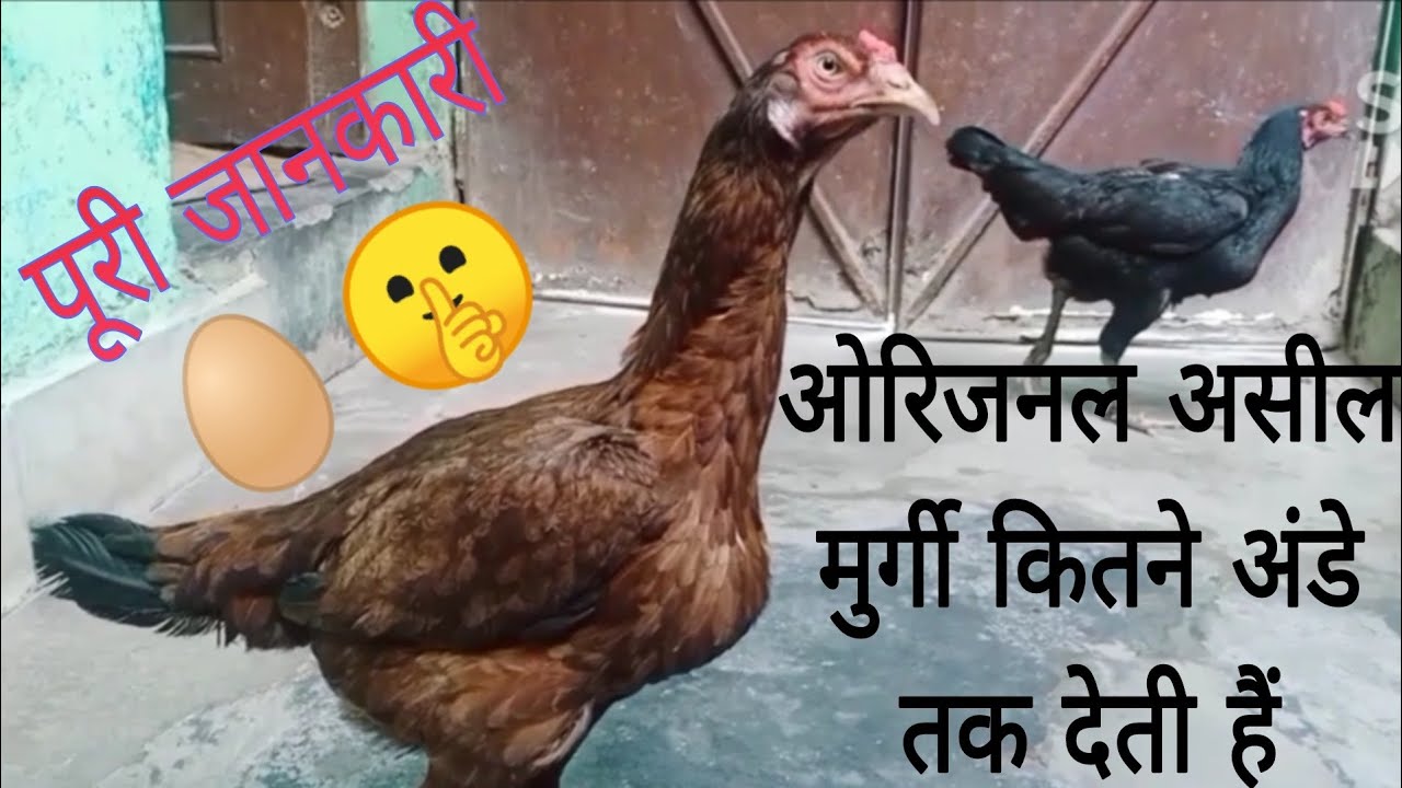 Pure aseel murgi kitne ande deti hain 🥚🤫  ||   by @RKpigeonplanet