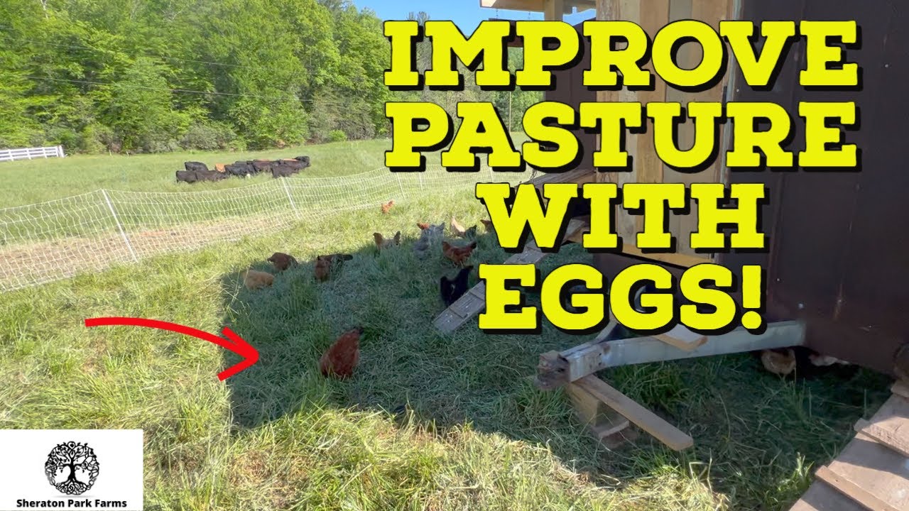 Pasture Raised Eggs Can Help Build Soil!