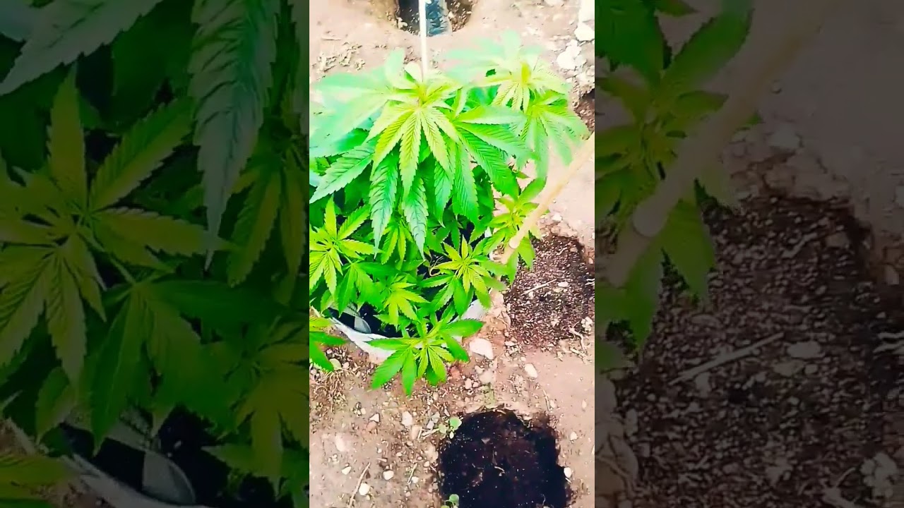 uk gorilla grow outdoors 🔥🔥🌞🌞🌱