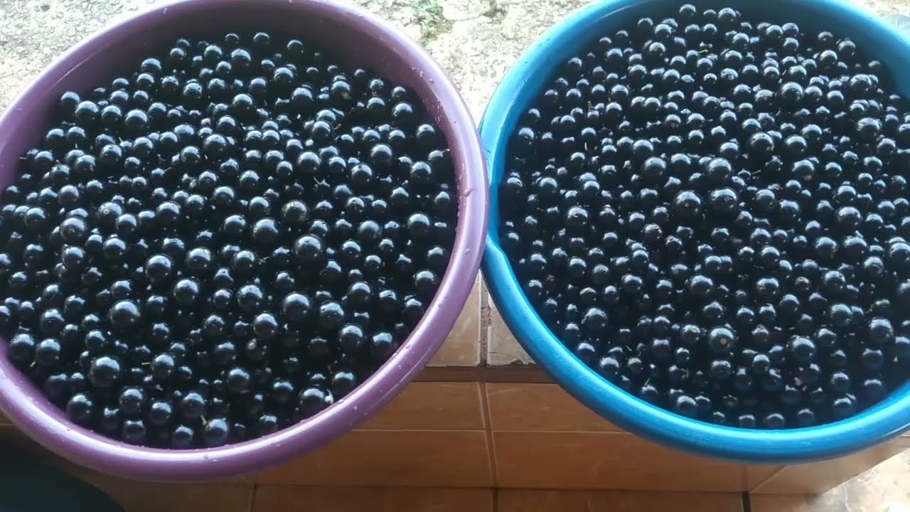 vinho de jabuticaba artesanal e natural 1parte