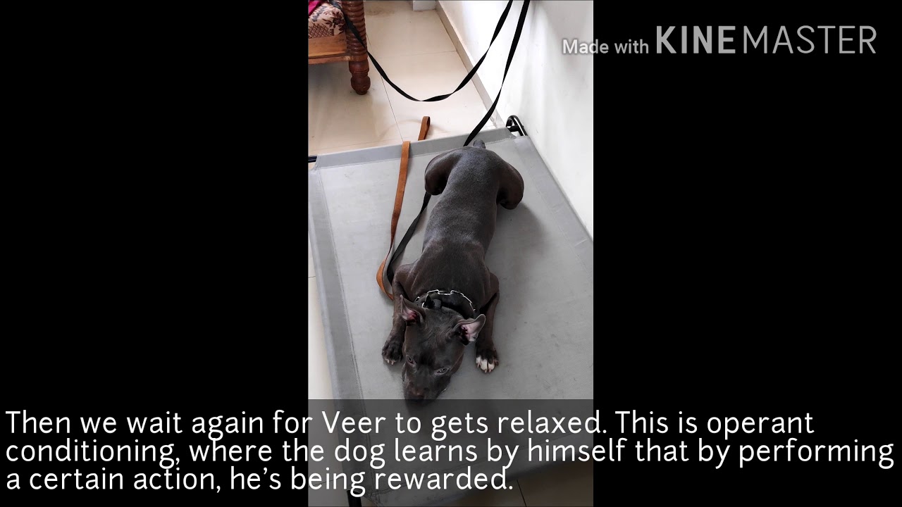 French Mastiff Training Day 5 | Teaching a dog how to be Relaxed and Calm