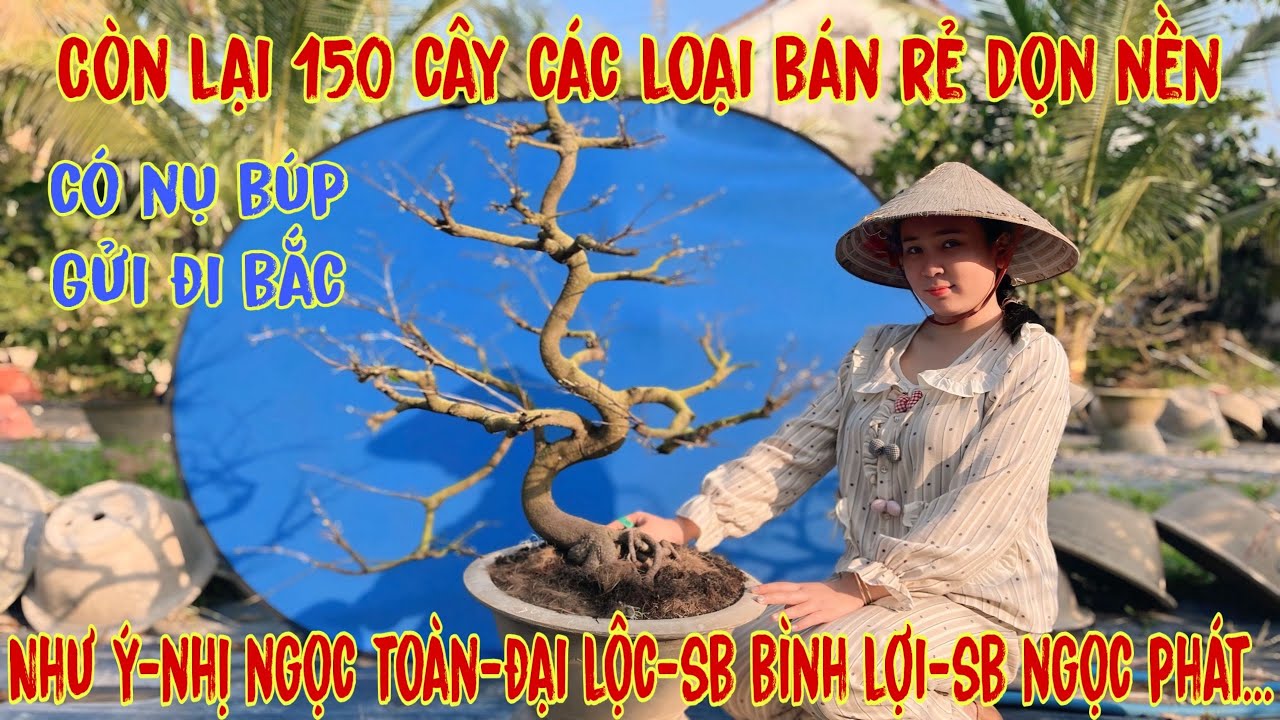 31-1☎️0706938527 Quế Anh ☎️🌳Mai Vàng Chơi Tết Giá Rẻ🌳giảo phú tân-sbbl-giảo phú quý-đại lộc🌳