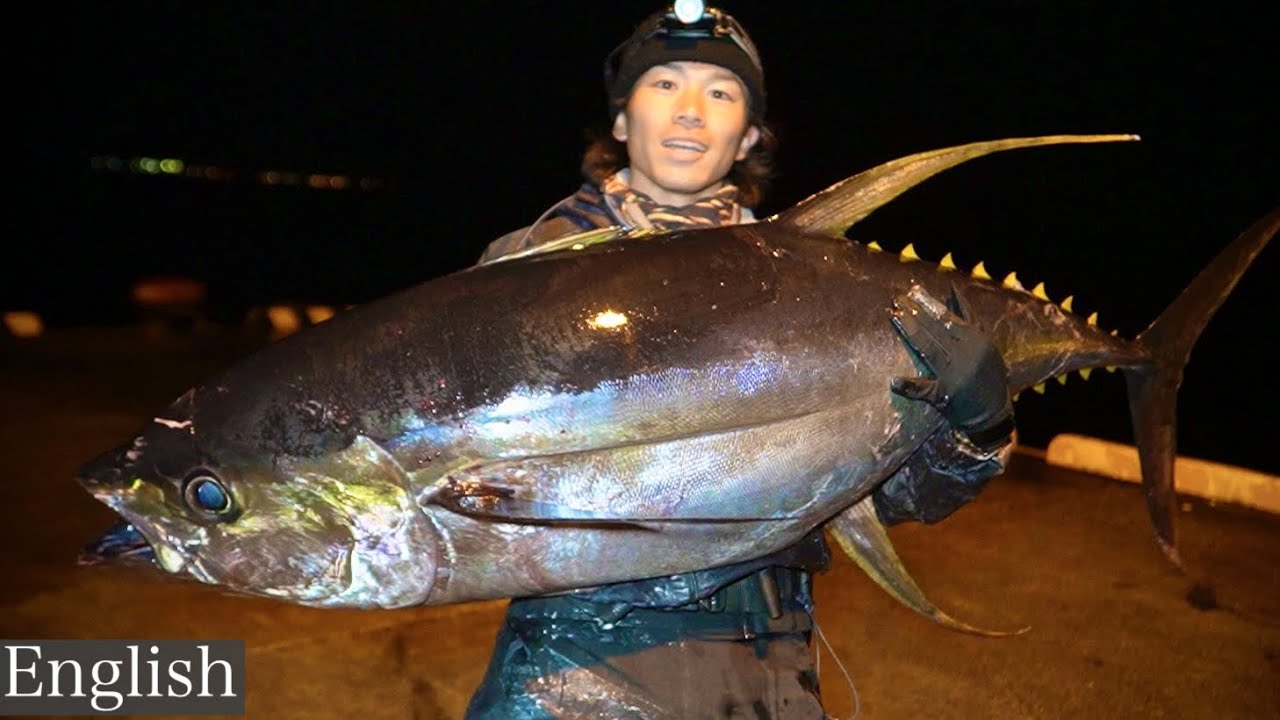 奇跡”釣り人の憧れ夢―巨大マグロが堤防で連発。