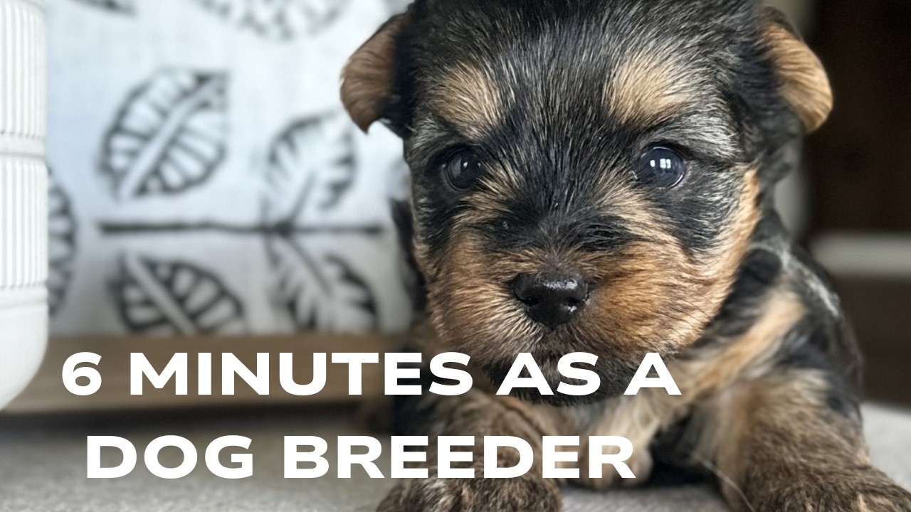 Day in the Life of a Dog Breeder of Yorkies