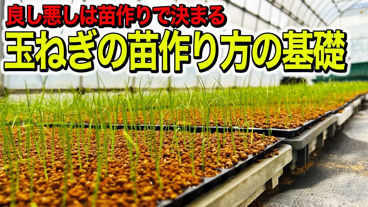 完璧な玉ねぎの苗作り！！詳しく解説！！