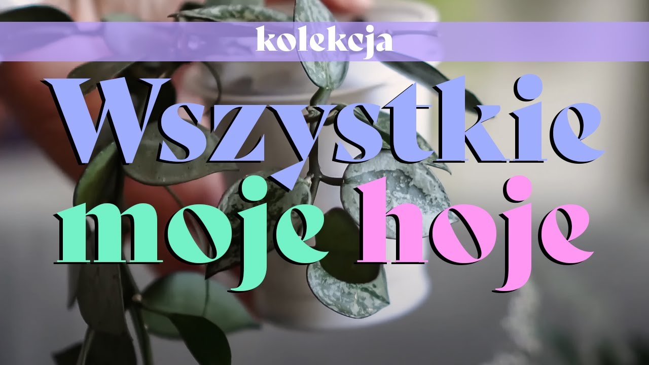 🌱 Moja kolekcja hojek - hoja za hoją